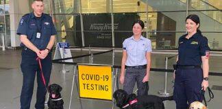 澳大利亚机场部署新冠嗅探犬,阿德莱德大学助力病毒筛查试验!