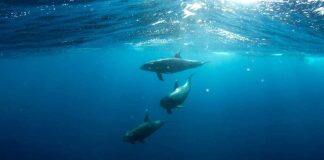 全球海洋哺乳大会在珀斯隆重召开