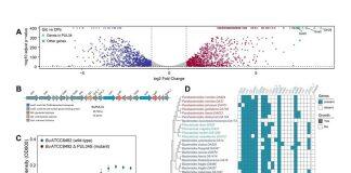 澳大团队发现人类肠道细菌对中药多糖利用的关键因素