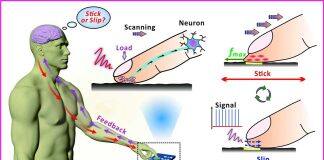 澳大在仿生指尖触觉感知研究有新发现