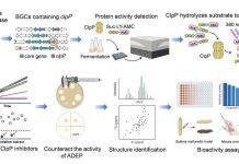 南京大学张帆团队在新型抗毒力药物研究领域取得新进展